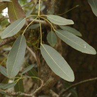 Tabebuia aurea (Silva Manso) Benth. & Hook.f. ex S.Moore